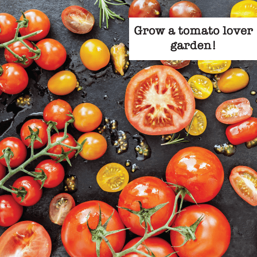 Tomato Lover Seed Bundle 10 Pack Inspiration