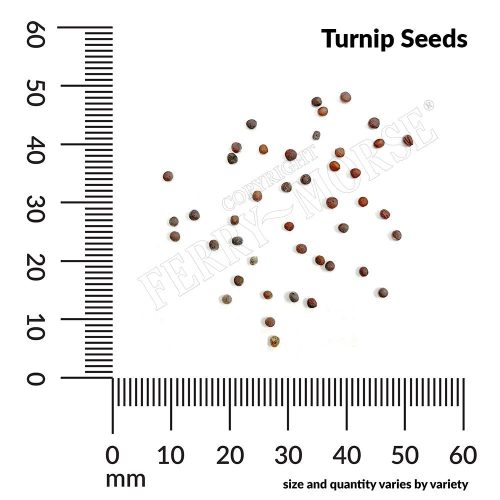 Turnip Seeds Spill