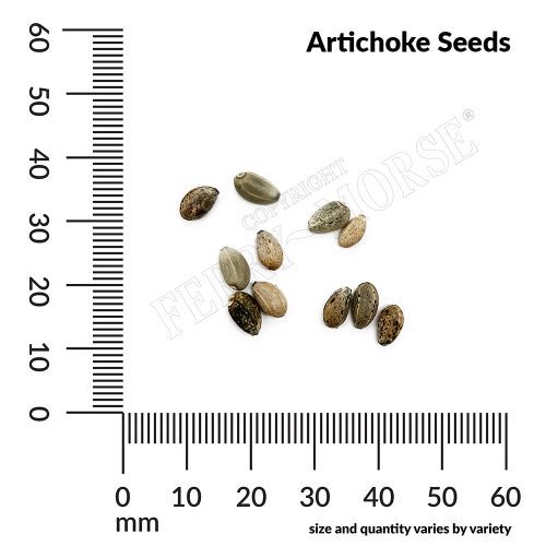 V Artichoke Seeds measurement jcybhn