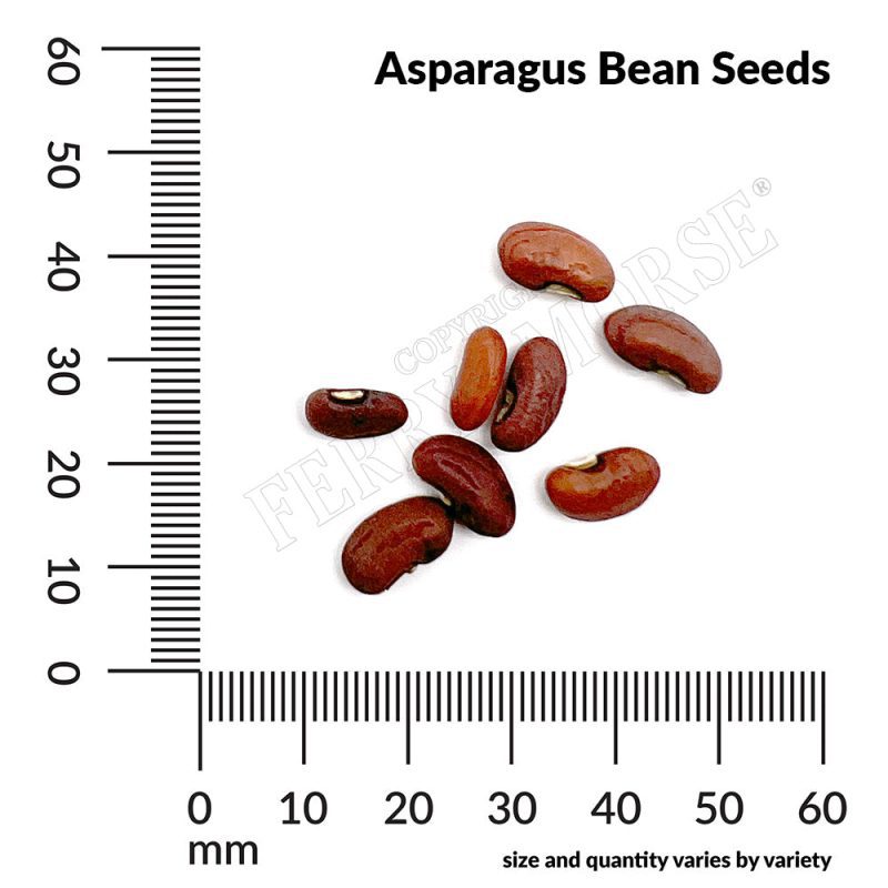 V Asparagus Bean Seeds measurement kevsag