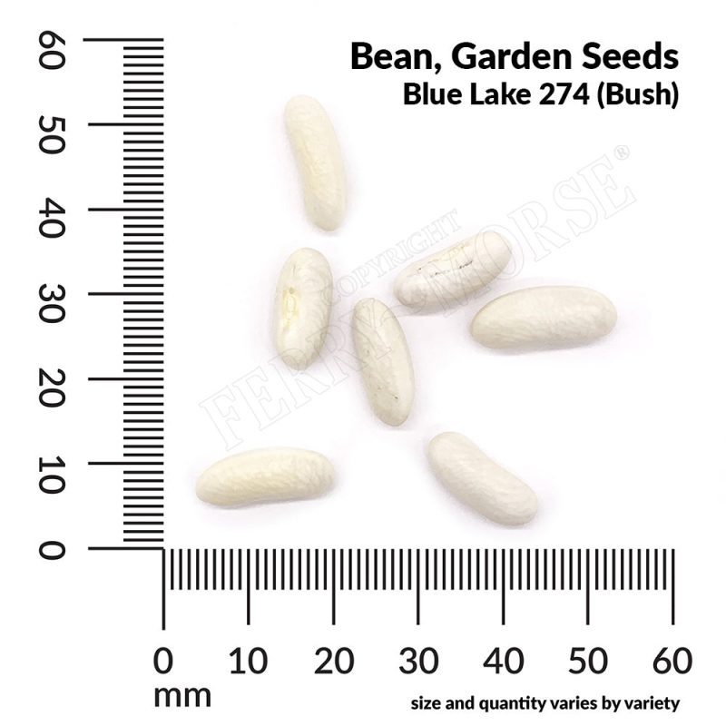 V BeanGardenBlueLake274 Bush Seedsmeasurement