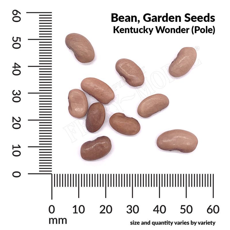 V BeanGardenKentuckyWonder Pole Seedsmeasurement