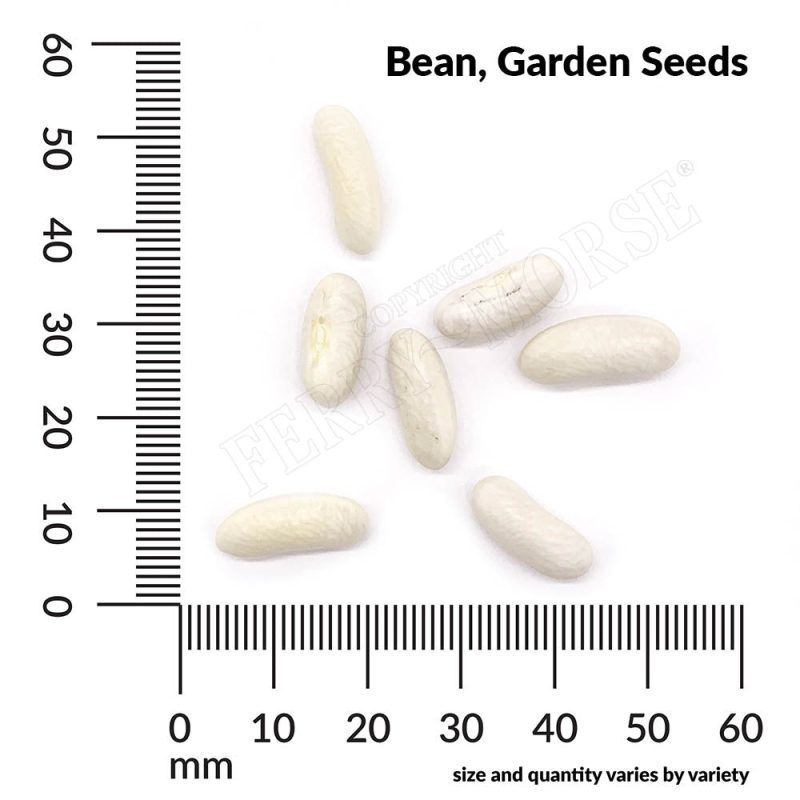 V BeanGarden Seeds measurement