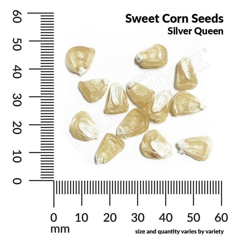 V CornSweetSilverQueenSeedsmeasurement