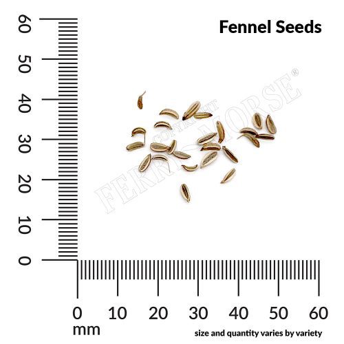 V Fennel Seeds measurement