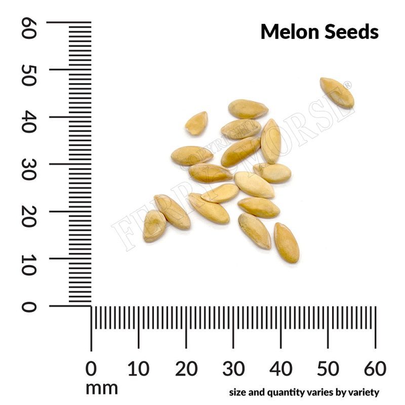 V Melon Seeds measurement