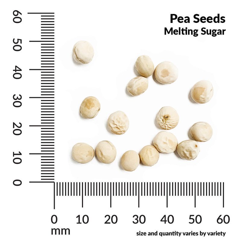 V PeaMeltingSugarSeedsmeasurement