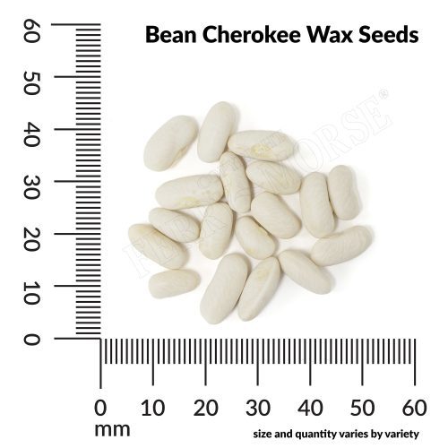 V Bean Cherokee Wax Seeds