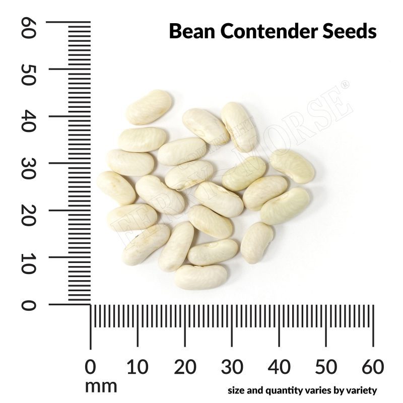 V Bean Contender Seeds