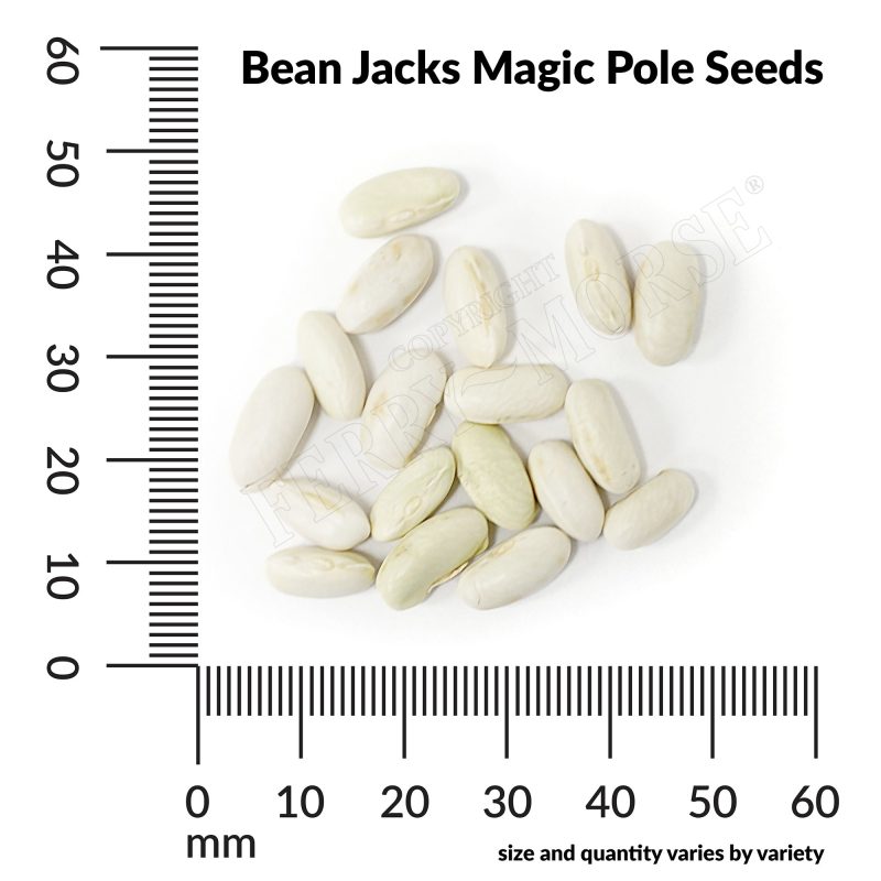 V Bean Jacks Magic Pole Seeds