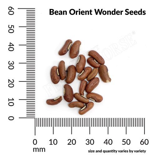 V Bean Orient Wonder Seeds