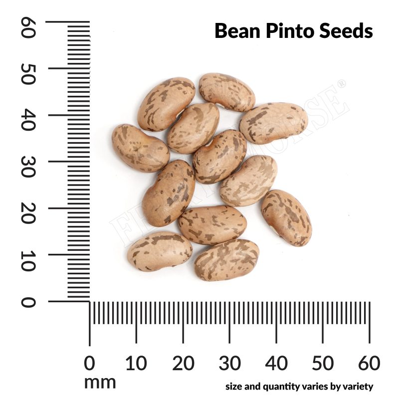 V Bean Pinto Seeds