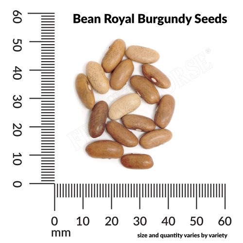 V Bean Royal Burgundy Seeds