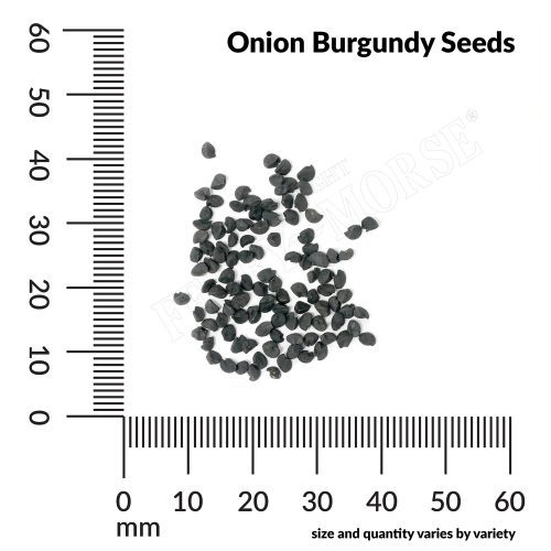 V Onion Burgundy Seeds