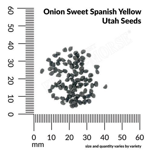 V Onion Sweet Spanish Yellow Utah Seeds