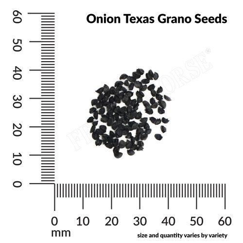 V Onion Texas Grano Seeds