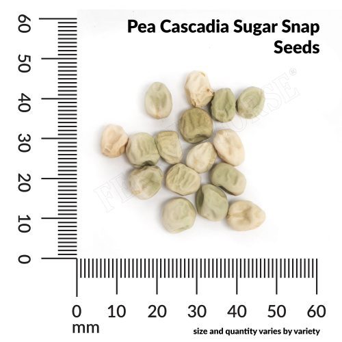 V Pea Cascadia Sugar Snap Seeds