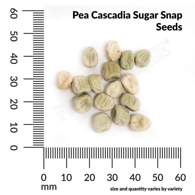 V Pea Cascadia Sugar Snap Seeds