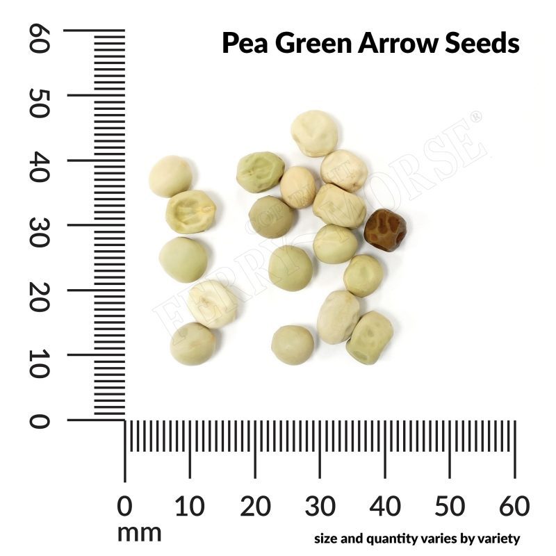 V Pea Green Arrow Seeds