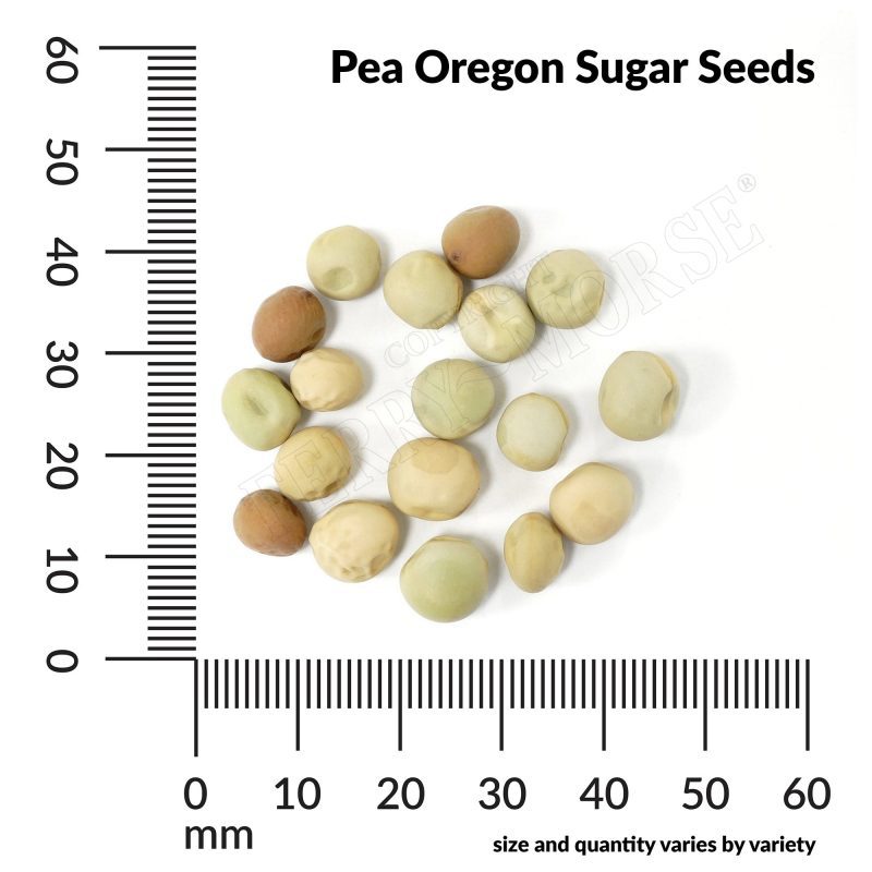 V Pea Oregon Sugar Seeds