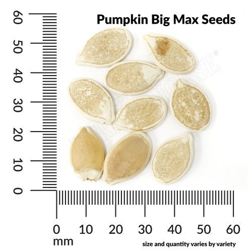 V Pumpkin Big Max Seeds