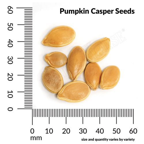 V Pumpkin Casper Seeds