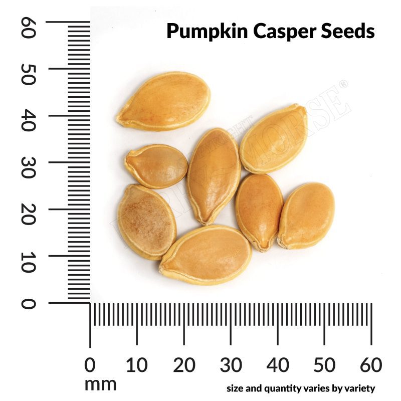 V Pumpkin Casper Seeds