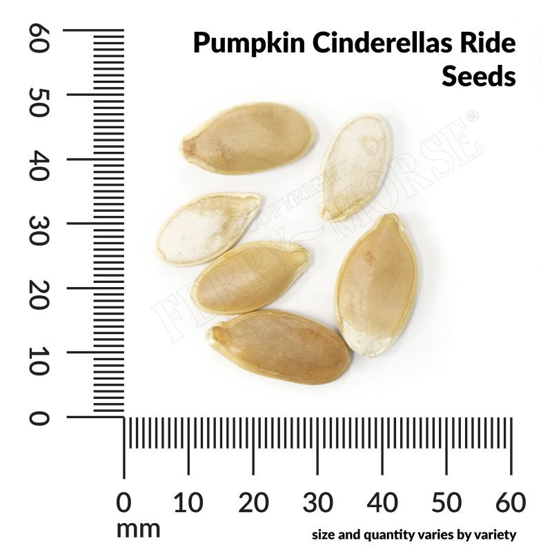 V Pumpkin Cinderellas Ride Seeds