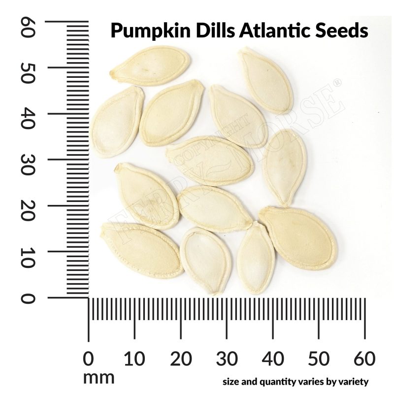 V Pumpkin Dills Atlantic Seeds