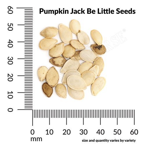 V Pumpkin Jack Be Little Seeds