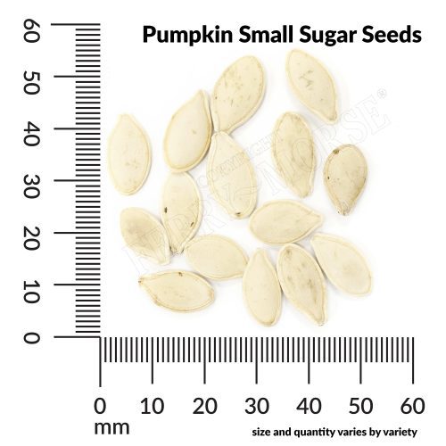 V Pumpkin Small Sugar Seeds