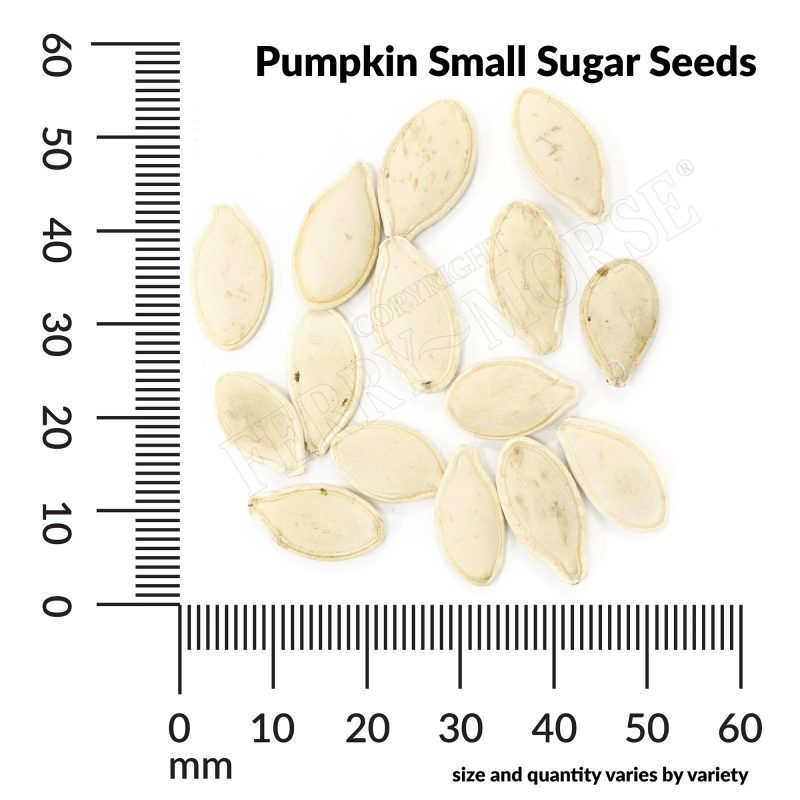 V Pumpkin Small Sugar Seeds