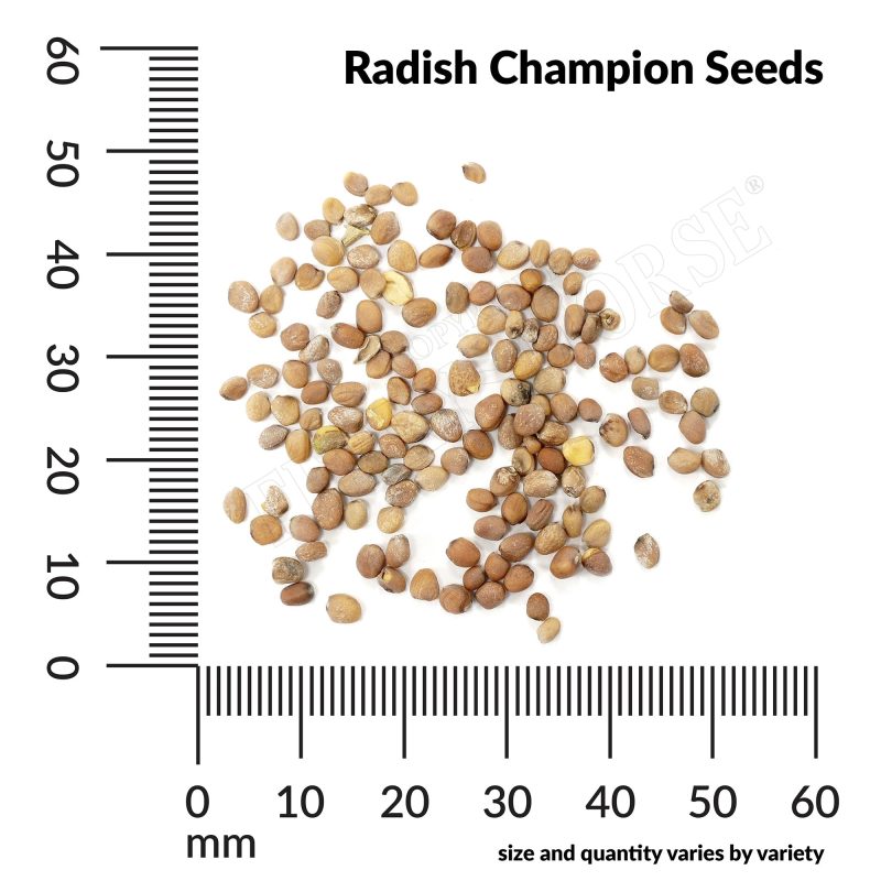 V Radish Champion Seeds