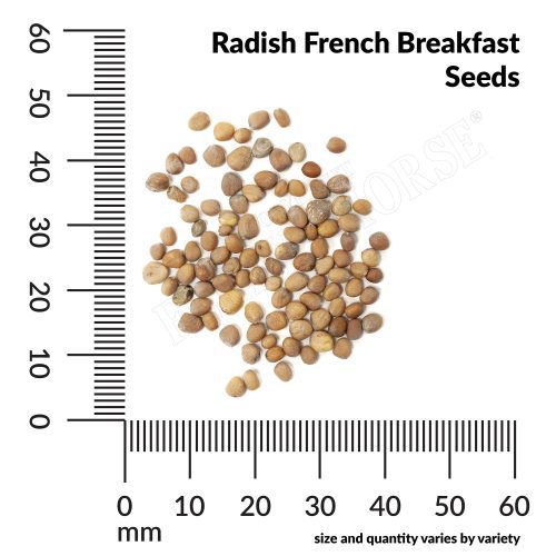 V Radish French Breakfast