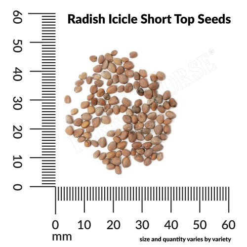 V Radish icicle Short Top Seeds