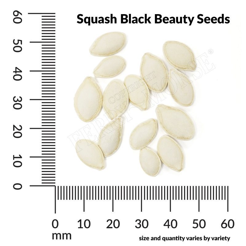 V Squash Black Beauty Seeds