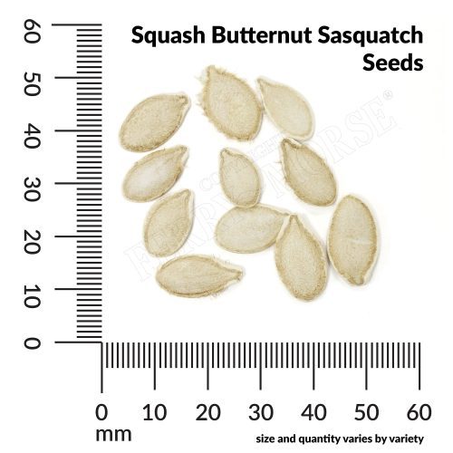 V Squash Butternut Sasquatch Seeds