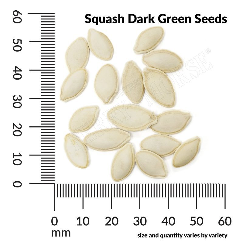 V Squash Dark Green Seeds