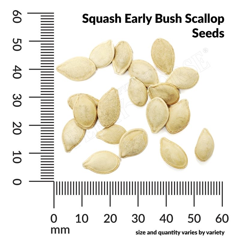 V Squash Early Bush Scallop Seeds