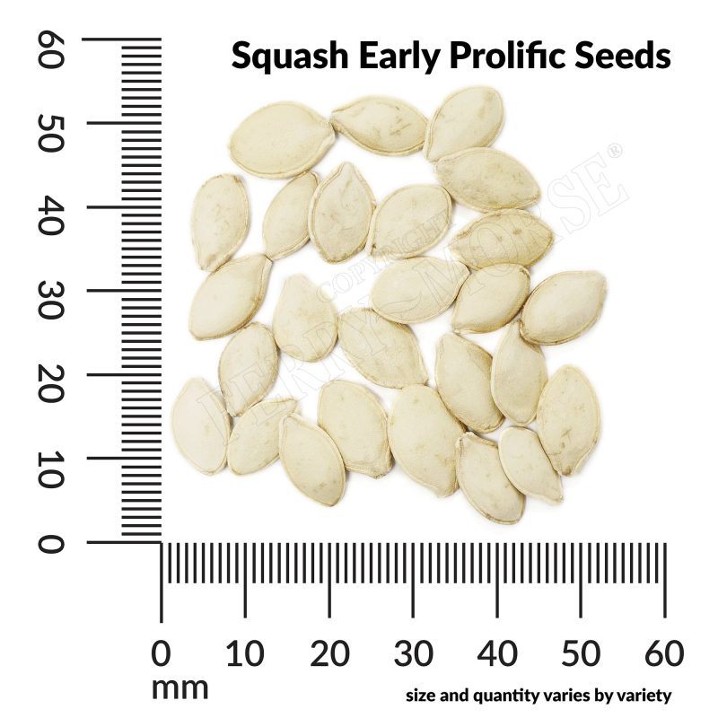 V Squash Early Prolific Seeds