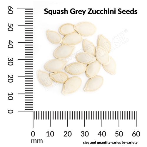 V Squash Grey Zucchini Seeds