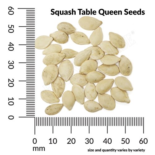 V Squash Table Queen Seeds