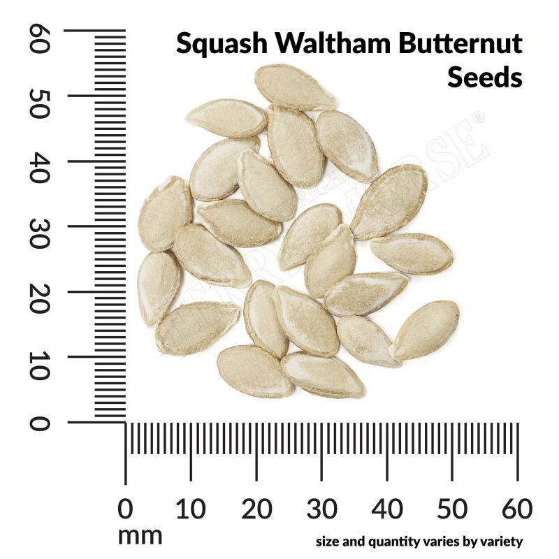 V Squash Waltham Butternut Seeds