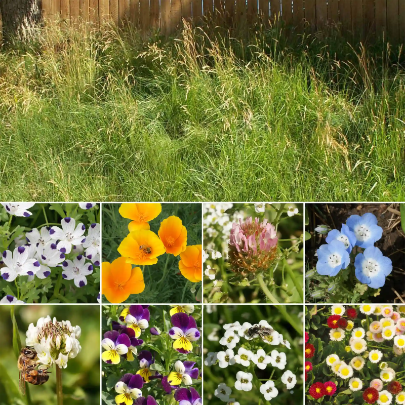 WF 00 Flowering Alternative Lawn Mix Variety Grid Compressed