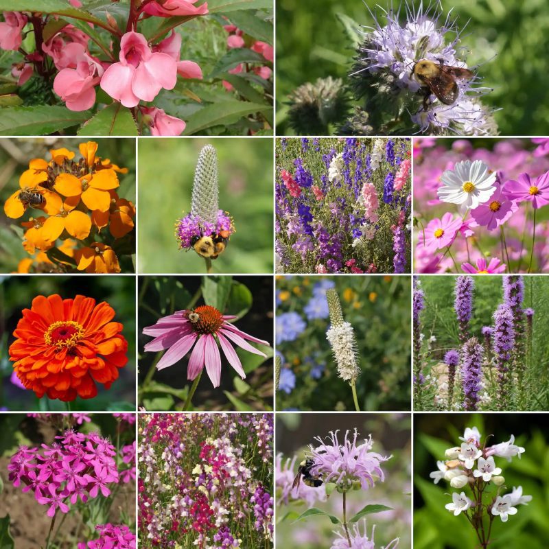 WF 03 Bumblebee Buffet Mix Variety Grid Compressed