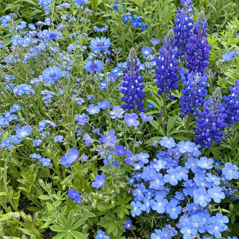 WF 07 Blue Flower Mix AI Feature Image Compression