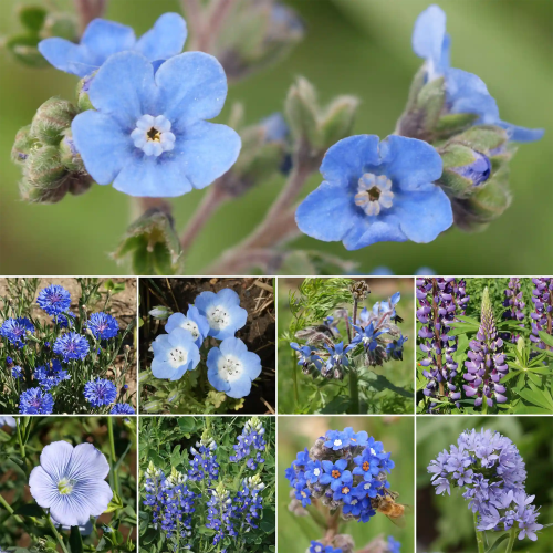 WF 07 Blue Flower Mix Variety Grid Compressed