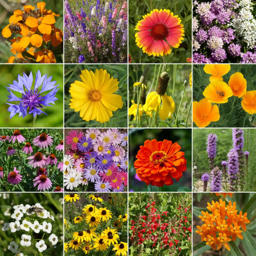 WF 09 Bird and Butterfly Mix Variety Grid Compressed