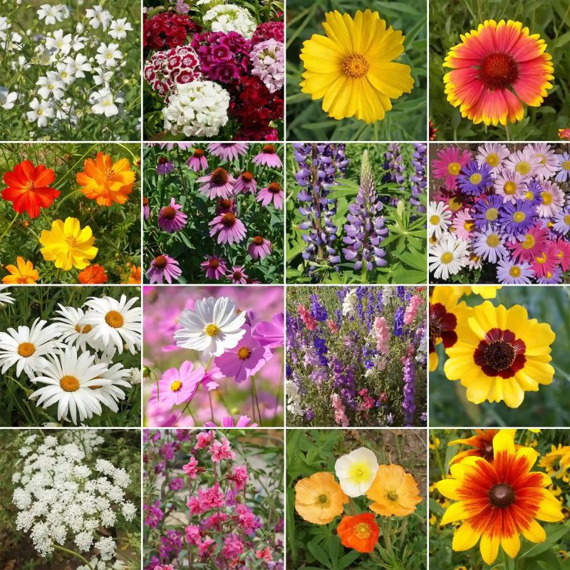 WF 10 Cut Flower Mix Variety Grid Compressed