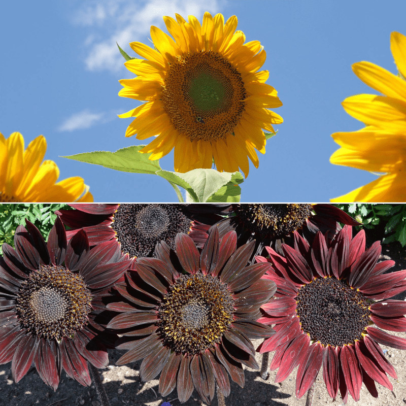 WF 14 Sunsational Sunflower Mix Variety Grid